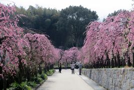 2014春、七分咲の枝垂れ梅(4/5)：名古屋市農業センター、緋の司・呉服、獅子頭(普通種)