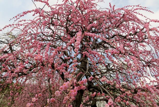 　このところの寒さで開花が遅れていた、名古屋市農業センターの枝垂れ梅の紹介です。見頃を迎えていました。<br /><br />　最近の梅の花探訪記の一覧です。<br />○2013春、名古屋市農業センターの枝垂れ梅(1/4)：街路樹の枝垂れ梅<br />　http://4travel.jp/travelogue/10865369<br />○2012名古屋市農業センター：五分咲<br />　http://4travel.jp/traveler/tabitonokumasan/album/10652616/<br />○2012名古屋市農業センター：一分咲<br />　http://4travel.jp/traveler/tabitonokumasan/album/10651043/<br />○2012東山植物園：三分咲<br />　http://4travel.jp/traveler/tabitonokumasan/album/10652754/<br />○2012大高緑地公園：やっと見頃の梅林<br />　http://4travel.jp/traveler/tabitonokumasan/album/10651024/<br />○2012名古屋市農業センター：今年は遅い梅一輪<br />　http://4travel.jp/traveler/tabitonokumasan/album/10649342/<br />○2011名古屋市農業センター：満開<br />　http://4travel.jp/traveler/tabitonokumasan/album/10554413/<br />○2010名古屋市農業センター：満開<br />　http://4travel.jp/traveler/tabitonokumasan/album/10434834/<br />○2010名古屋市農業センター：咲き始め<br />　http://4travel.jp/traveler/tabitonokumasan/album/10432108/<br />○2009名古屋市農業センター：咲き始め<br />　http://4travel.jp/traveler/tabitonokumasan/album/10308170/<br />○2009名古屋市農業センター：七分咲き<br />　http://4travel.jp/traveler/tabitonokumasan/album/10312766/<br />○2009名古屋市農業センター：散り始め<br />　http://4travel.jp/traveler/tabitonokumasan/album/10316048/<br />○2009東山植物園<br />　http://4travel.jp/traveler/tabitonokumasan/album/10310494/<br />○2009長浜盆梅展<br />　http://4travel.jp/traveler/tabitonokumasan/album/10311614/<br />○2009大高緑地公園<br />　http://4travel.jp/traveler/tabitonokumasan/album/10311929/<br />○2008名古屋市農業センター：咲き始め<br />　http://4travel.jp/traveler/tabitonokumasan/album/10222000/<br />○2008名古屋市農業センター：満開直前<br />　http://4travel.jp/traveler/tabitonokumasan/album/10224578/