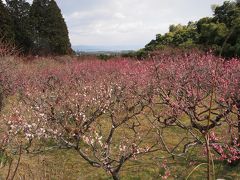 京都・洛西の大原野の名刹、正法寺の梅