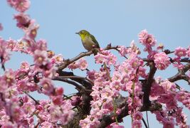 2013春、満開の名古屋市農業センターの枝垂れ梅(4/4)：枝垂れ梅林、メジロ