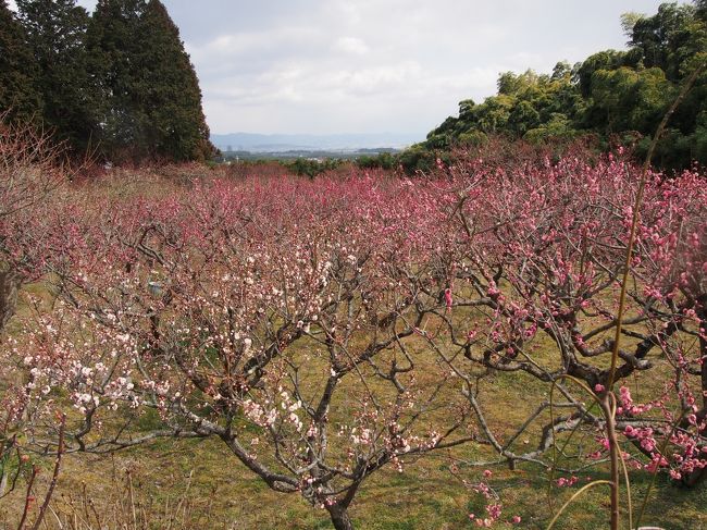 いま見に行くとしたら梅でしょうね。<br /><br />名の通った梅林は五分咲きから満開との梅だより。<br /><br />京都の西京区大原野にある正法寺は、素晴らしい庭園のある知る人ぞ知る名刹です。<br /><br />その庭園の前には梅林があり、その梅はきっとその花を咲かしているはず。<br /><br />まずは正法寺の向かいにある、大原野神社に参拝します。<br /><br />【写真は、正法寺の梅林です。】