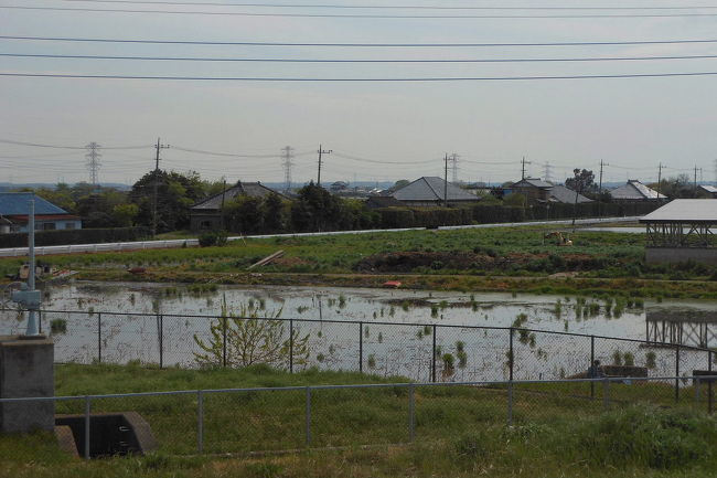 稲敷市本新でシギ・チドリのバードウォッチングを楽しみました。<br /><br />表紙写真は、本新の蓮田風景です。<br /><br /><br />※ 位置情報登録 2015.07.05