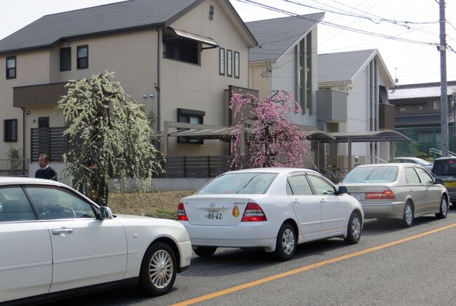 名古屋市農業センターの枝垂れ梅の紹介です。<br /><br />4トラベルにアップした、最近の梅の花探訪記の一覧です。<br />○2012名古屋市農業センター：五分咲<br />http://4travel.jp/traveler/tabitonokumasan/album/10652616/<br />○2012名古屋市農業センター：一分咲<br />http://4travel.jp/traveler/tabitonokumasan/album/10651043/<br />○2012東山植物園：三分咲<br />http://4travel.jp/traveler/tabitonokumasan/album/10652754/<br />○2012大高緑地公園：やっと見頃の梅林<br />http://4travel.jp/traveler/tabitonokumasan/album/10651024/<br />○2012名古屋市農業センター：今年は遅い梅一輪<br />http://4travel.jp/traveler/tabitonokumasan/album/10649342/<br />○2011名古屋市農業センター：満開<br />http://4travel.jp/traveler/tabitonokumasan/album/10554413/<br />○2010名古屋市農業センター：満開<br />http://4travel.jp/traveler/tabitonokumasan/album/10434834/<br />○2010名古屋市農業センター：咲き始め<br />http://4travel.jp/traveler/tabitonokumasan/album/10432108/<br />○2009名古屋市農業センター：咲き始め<br />http://4travel.jp/traveler/tabitonokumasan/album/10308170/<br />○2009名古屋市農業センター：七分咲き<br />http://4travel.jp/traveler/tabitonokumasan/album/10312766/<br />○2009名古屋市農業センター：散り始め<br />http://4travel.jp/traveler/tabitonokumasan/album/10316048/<br />○2009東山植物園<br />http://4travel.jp/traveler/tabitonokumasan/album/10310494/<br />○2009長浜盆梅展<br />http://4travel.jp/traveler/tabitonokumasan/album/10311614/<br />○2009大高緑地公園<br />http://4travel.jp/traveler/tabitonokumasan/album/10311929/<br />○2008名古屋市農業センター：咲き始め<br />http://4travel.jp/traveler/tabitonokumasan/album/10222000/<br />○2008名古屋市農業センター：満開直前<br />http://4travel.jp/traveler/tabitonokumasan/album/10224578/