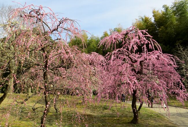 2013春、満開の名古屋市農業センターの枝垂れ梅(3/4)：呉服枝垂れ、紅枝垂れ、木蓮