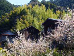 小さな宿場町に春到来 / 宇津之谷峠 & 丸子宿