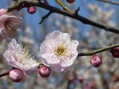 2014年03月　春の訪れ「梅まつり」は終わっていたけれど・・・　ｉｎ　神代植物公園
