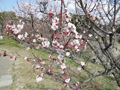 三重県いなべ市農業公園梅林公園・愛知県知多佐布里池梅林2014