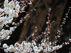 京都　北野天満宮の境内の梅
