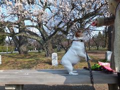 桃の花の下で遊んだあとは府庁旧本館前のこだわりマルシェへ