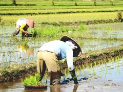 バリ　　田一枚植えて立ち去るプラルワン　（本歌取）