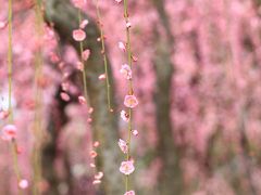 京都　城南宮の枝垂れ梅