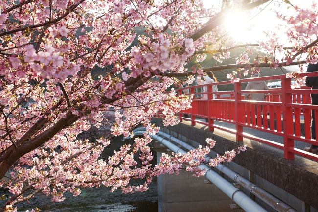 ここ数年急になぜか河津桜に行っている、自分でもよくわからないが、つい足が向いてしまう。　残念なことに満開を過ぎたようだ、本当は昨日行こうと思ったが、会社の行事で行けず。　朝起きたら空が雲一面、顔が渋くなったが天気予報を信じ行ってみた。