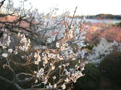 水戸納豆堪能ぼっち旅・・・ついでに梅まつり