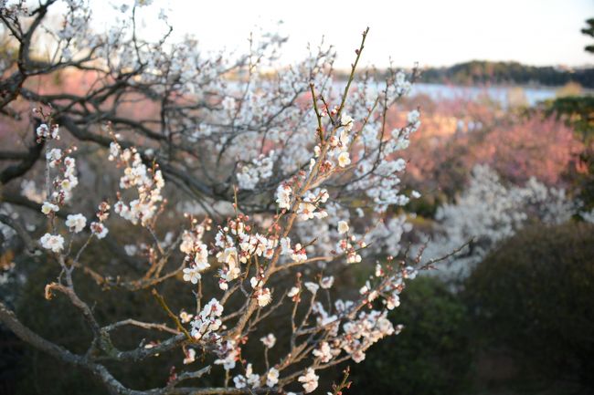 水戸で肛門が快楽の園<br />・・・・Σヽ(ﾟДﾟ○)ﾉ<br /><br />あっ！間違えた！すみません！<br /><br />水戸黄門でおなじみ偕楽園の梅まつりに初参加してきました。<br /><br />一日目は<br />群馬の伊勢崎IC　07：30---(北関東道)---水戸大洗IC　9：30---めんたいパーク---大洗漁港<br />---潮騒の湯---水戸のホテル---酒---歩いて偕楽園・好文亭---そして酒！<br /><br />二日目は<br />朝寝坊---お土産買い物---友部SA---帰る<br /><br />という日程でございます。<br />