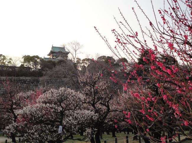 特に予定がない日曜日。<br /><br />大阪城梅林が満開という情報を得て、散歩がてらにお出かけ♪<br /><br />満開まではもうちょっとな気がしますが、今まで何度か行った中では一番綺麗に見ることができました(*^-^*)