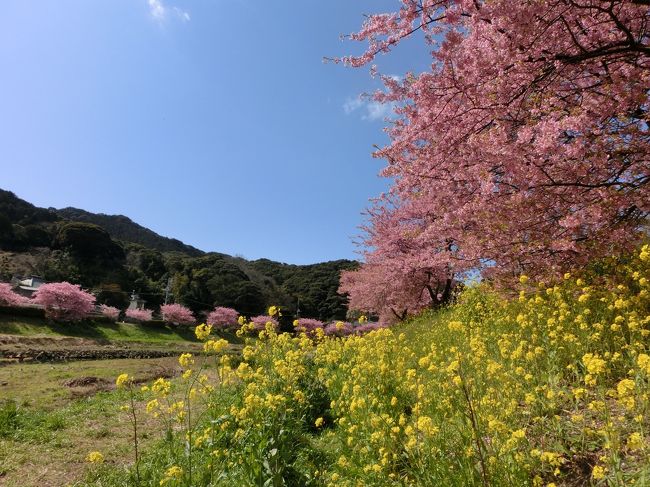 ピンクと黄色の花に、バックは青い空。<br />これこそ春の象徴ですよねヾ(*≧∀≦*)ノ<br />寒いモノトーンの冬から、色のある別世界へ来たみたいです♪<br /><br />最初は青春18きっぷを検討したのですが、<br />伊東より先の伊豆急行線には使えない・・・<br /><br />そこで、東京から「南伊豆フリー乗車券」です!!<br />なんと6,000円で、バスにも乗れちゃうんですよ♪<br />(今回は日帰りですが、切符は2日間有効です☆)<br />http://www.jreast.co.jp/tickets/info.aspx?GoodsCd=1727<br /><br />【みなみの桜と菜の花まつり】<br />【河津桜まつり】<br /><br />両方行きましたが、個人的には【みなみ】が好きです。<br /><br />【河津】のほうが人出が多く、出店もたくさんで楽しいのですが、<br />桜も菜の花畑も囲いがあるので写真を撮りにくいです。<br />住宅も多いですしね。<br /><br />【みなみ】のほうが川縁を歩けるところも多く、川面に山が映るのも美しかったです☆<br /><br />また、下田ではおいしい金目鯛をいただいたり、<br />ニッポンの夜明けとなった地ですので、幕末ファンには充実した1日になりました(*^-^)<br /><br /><br />【行程】<br />東京6:00<br />下田10:00→バスにて【みなみの桜と菜の花まつり】会場へ<br />河津15:30→【河津桜まつり】をライトアップまで散策<br />帰京23:00<br /><br />移動約10時間(鈍行のみ利用)<br />歩行距離20km