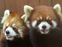 韓国レッサーパンダ紀行　ソウル大公園動物園　やっと会えた！！ 砥部生まれのアポロ君＆東北サファリ生まれのファーファちゃん！！