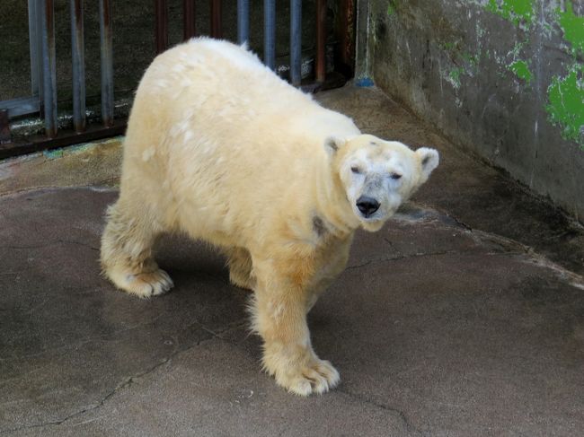 ２０１２年に日本の動物園、水族館で生まれたホッキョクグマは３頭、男鹿水族館ＧＡＯで生まれたミルクちゃん、札幌市円山動物園で生まれたポロロちゃん、マルルちゃんです。<br />共にまだ１歳半にもなっていませんが、この春、両親の次の繁殖に備え他園へお引越しすることになりました。<br />ＧＡＯのミルクちゃんは自身の所有園である釧路市動物園に（ミルクちゃんのお母さんのクルミちゃんの所有園が釧路なのでブリーディングローンの契約で第１子のミルクちゃんも釧路所有となってます）１月３１日に移動。<br />そして、円山のポロロちゃんとマルルちゃんは３月３日にそれぞれ徳島市とくしま動物園と熊本市熊本動植物園に２年間の期限付きで移動しました。<br /><br />今日は大牟田市動物園にレッサーパンダガイドを見に行こうと思うのですが、その前に熊本市動植物園に行きマルルちゃんの様子を見てこようと思います・・・まだ正式には公開されていないので会えないかもしれませんが、熊本市動植物園のホッキョクグマ舎にマルルちゃんがいるのは間違いない事なので、その雰囲気だけでも感じられたら嬉しいです。<br />