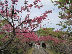 今帰仁城の八重桜