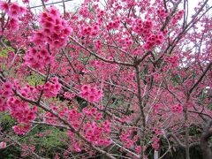 八重岳の八重桜