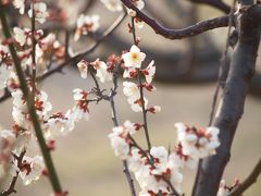 陽気に誘われて安城のデンパークへ