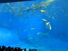 沖縄に避寒する　その1　【ちゅら海水族館】