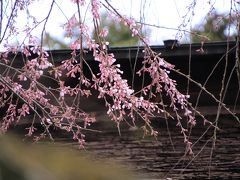 桜のある風景4　（吉野　中千本～上千本）