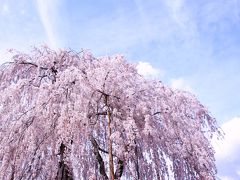 桜のある風景5　（奈良　大野寺の枝垂れ桜）