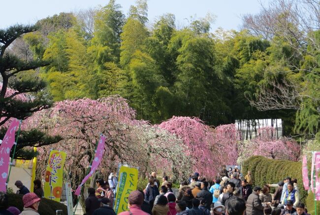 2014春、ほぼ満開の名古屋市農業センターの枝垂れ梅(1/5)：街路樹の枝垂れ梅