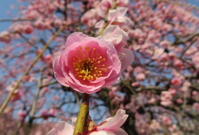 　ほぼ満開の名古屋市農業センターの枝垂れ梅の紹介です。