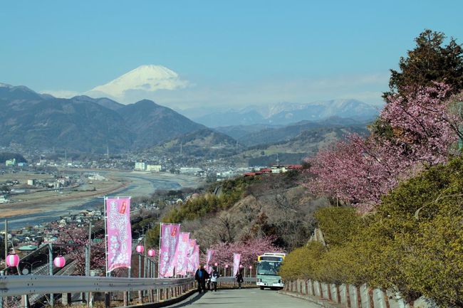 富士山を望む松田山の斜面に植えられた約360本の河津桜が、山肌を淡いピンク色に咲き誇る。毎年、１月下旬頃から咲き始め、3月中旬まで咲き、晴れた日には 雪化粧の雄大な富士山と足柄平野を背景に、鮮やかに咲き誇る桜と菜の花の黄色が織りなす絶景を楽しむことができます。五分咲きになった頃から、ライトアップがはじまり、夜桜見物も楽しめます。