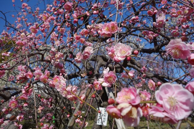 今年はいつまでも寒い日が続いていますが、日差しはもう春！<br /><br />春を感じに我が家から一駅の甲東園の梅林に行ってきました<br /><br />甲東園は近くに関西学院がある閑静な住宅街ですが、六甲山の麓にもあたり、ハイキングやトレッキングのコースもたくさんあります<br />梅園にもリュック姿の方がたくさん訪れていました<br /><br />白梅はほぼ満開！紅梅はまだ咲いていないものもありましたが、咲いているものもあり、十分見ごたえがありました<br />