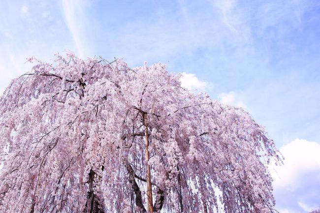 桜のある風景5　（奈良　大野寺の枝垂れ桜）