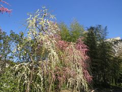 伏見・城南宮「枝垂れ梅」