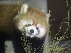 初春の神奈川レッサーパンダ詣（３）１年ぶりの夢見ヶ崎動物園：ガラス越しの甘々写真で失礼！&#12316;はじめまして、ギンガくん、てけてけよく動いていたアンちゃん、一匹で寂しそうだったファファくん＆マーコールの赤ちゃんたち