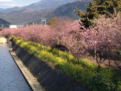 日帰り　河津さくら