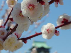 大阪城の梅　2014年春