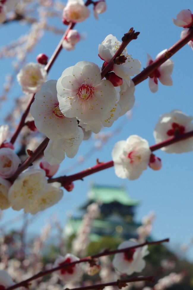 暖かい日と寒い日が交互に訪れて、厚着をして外に出たら暑すぎて駅に着くまでに汗だくになり、薄着で外に出たらあまりの寒さに引き返す季節がやってきました。<br />梅田に出かけたついでに、帰りに大阪城公園に寄り、梅林の梅を見てきました。<br /><br />2013年<br />大阪城公園散歩・早すぎる梅林を見る<br />http://4travel.jp/travelogue/10748430<br />2011年<br />大阪城梅林から2011年春のお知らせ<br />http://4travel.jp/travelogue/10549441