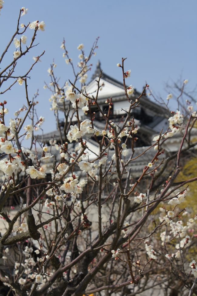 2014年2月1日より、Peach初の四国路線で国内路線では10番目の大阪（関西）=松山線が新たに就航し、バーゲンセールのメールに誘われて、オリンピック終了後に予約し、今は亡き義母のふるさとを訪ねて初めての松山へ行ってきました。<br />　因みにPeach国内１０路線のうち６路線目です。<br /><br />松山城<br />　創設者は加藤嘉明です。嘉明は羽柴秀吉に見出されてその家臣となり、20　才の時に賤ヶ岳の合戦において七本槍の一人です。<br />　天守は寛永19年（1642）に三重に改築され、天明４年（1784）元旦に落雷　で焼失したので、文政３年（1820）から再建工事に着手し、35年の歳月を　経て安政元年（1854）に復興