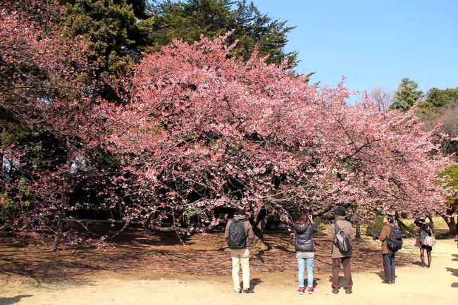 東京の副都心にある新宿御苑、春夏秋冬と、四季折々の風情で、都心に残された貴重なオアシスです。 新宿御苑に早春の花を求めて歩いてみました。 カンザクラ、梅の花などの寒い日が多かったので咲き具合は、今一でしたがカンザクラは見頃に・・・・花弁がピンク色というより綺麗な乳白色になり、メジロなどが花弁の蜜を求めて つついでいました。<br />