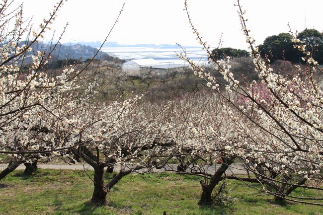 春の訪れを告げる梅の花、兵庫県では有名な「ひとめ２万本、海の見える梅林」綾部山梅林へ行ってきました。<br />ネットで開花情報を得ながら行く日をと思っていたのですが、休みの都合で５部咲きの日に当たってしまいました。<br />姫路バイパス中地ランプを出て、南西へ約３０分、駐車場に到着。<br />日曜日でもあり、開園（９：００）と同時に行ったのですが、結構な人。駐車場は大きいので問題なしでした。<br />駐車料金５００円、入園料金５００円を支払い梅林へ。<br />山に入るので坂道が多いですが、舗装されていて車いすでも大丈夫な道でした。そして、絶景ポイントがあり、そこからは瀬戸内海の島々が望め、景色は最高でした。<br />また、家族ずれが弁当を広げていたり、若いカップルのデートであったり、春霞がかかったような天気でしたが、多くの人たちが楽しんでおられました。<br />やはり、ネット情報通り５部咲きで少し残念でしたが、初春を楽しむ事が出来ました。<br />見頃は１週間後ぐらいだと思います。