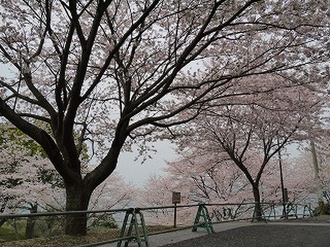 2013年お花見ですが、珍しく遠出して熊本は水俣の「チェリーライン」という山道に桜がギッシリと生えているスポットに行ってまいりました。<br />満開をややすぎて散りはじめだったことと、平日の昼間でしたので貸切状態でした。<br /><br />文章少な目だし、曇り(しかも夕方)だったのでイマイチな写真ばかりですが、少しでも<br />今年のお花見の参考になれば幸いです。