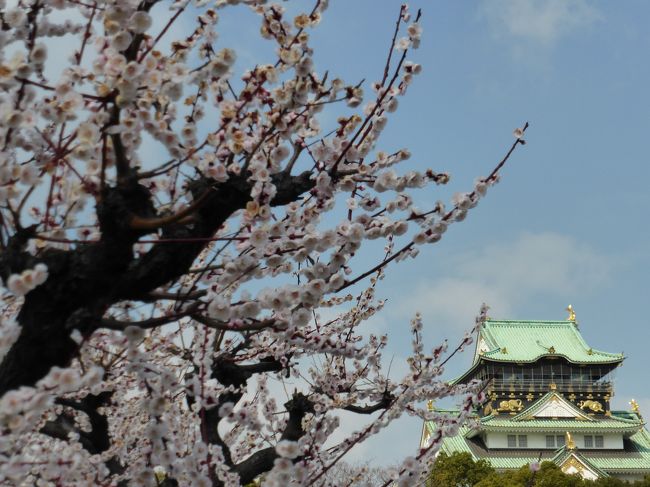 ３月１４日の京都に続いて第三弾は大阪城の梅です<br /><br />昨日の城南宮のあでやかさとは対照的な梅<br /><br />見ごろは今週末までと言われている梅を心行くまで堪能しました！