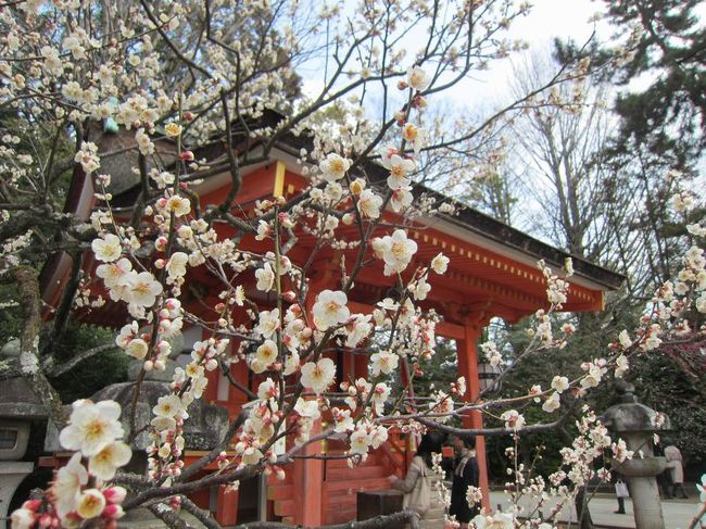 ピーチで京都旅行の２日目は、上賀茂神社、北野天満宮、東寺を訪れました。<br /><br />北野天満宮はちょうど梅が満開。そして東寺では五重塔と塔頭の観智院が冬の特別公開中でした。<br /><br />観智院の客殿は国宝。<br />床の間には宮本武蔵筆の鷲の図が描かれていました！<br />