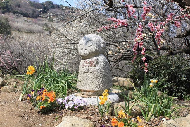 室津のおいしいカキと絶景の綾部山梅林