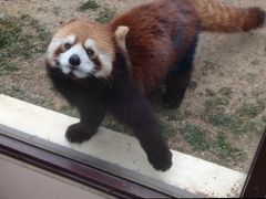 レッサーパンダ研究の旅〈5〉京都市動物園