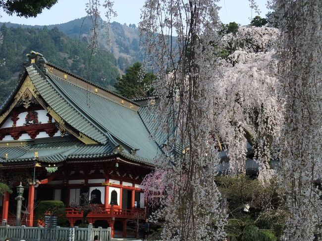 2010年のお花見第一弾<br />「身延山のしだれ桜」満開でした。