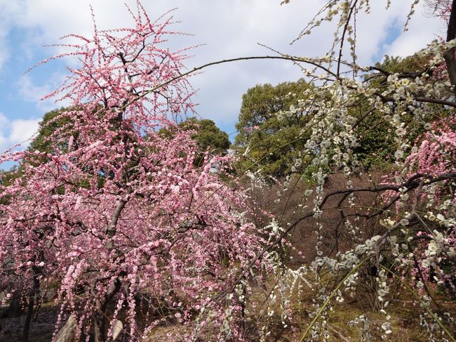 京都の城南宮へマイカーで梅の花を見に行ってきました。