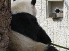 レサパンオフ会で王子動物園へ！☆パンダって、哀愁ただよう背中が可愛い(*^_^*)
