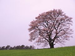 2泊3日みちのく桜旅　（遅すぎた北上展勝地と満開の小岩井1本桜）